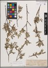 Foto von Salix eleagnos Scop. x Salix purpurea L.